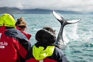 100% Whale Watching - What You Might See: Humpbacks, Minke Whales, Dolphins, and More