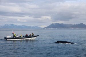 2-Hour RIB Boat Whale Watching Tour from Reykjavik - Inside the new RIB: speed, shock seats, and what the sea feels like