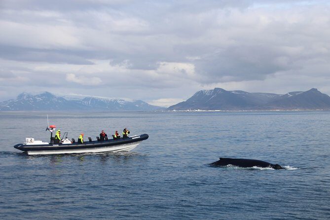 2-Hour RIB Boat Whale Watching Tour from Reykjavik - Inside the new RIB: speed, shock seats, and what the sea feels like