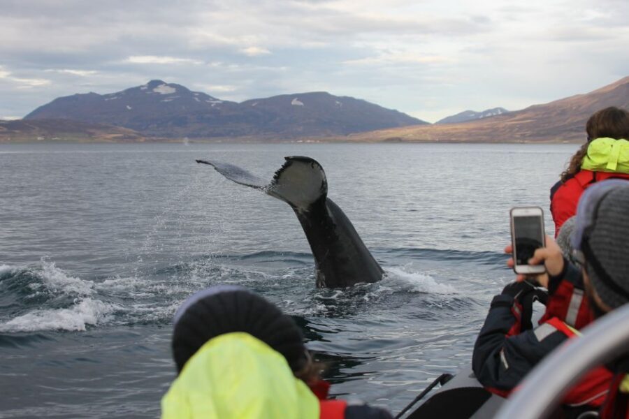 Akureyri: 2-Hour Whale Watching Express by RIB Speedboat - 12 People, Real Spotting: What the Small Boat Changes