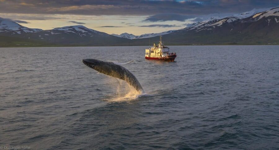 Akureyri: 3-Hour Classic Whale Watching Tour by Ship - Key Things I’d Circle on Your Itinerary