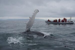 Akureyri Express Whale Watching by RIB boat - Getting Into the Overalls: What Gear Actually Changes