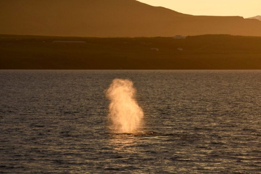 Akureyri: Whale Watching in the Midnight Sun - Price and value: is $101 worth it?