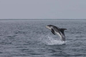 Akureyri: Whale Watching Shore Excursions - The boat comfort that makes winter whale watching possible