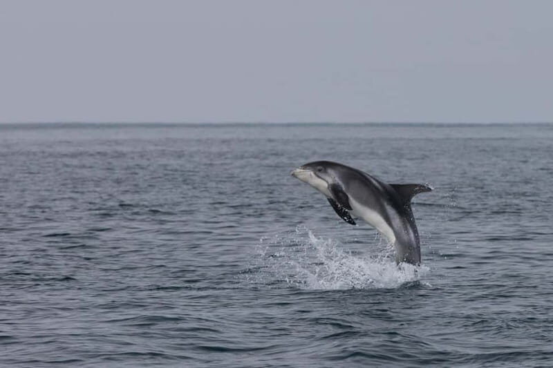 Akureyri: Whale Watching Shore Excursions - The boat comfort that makes winter whale watching possible