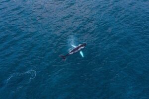 Big Whales & Puffins RIB boat tour from Húsavík - What you’ll do on the water: cruising, searching, and fast repositioning