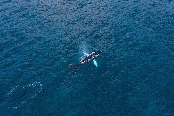 Big Whales & Puffins RIB boat tour from Húsavík - What you’ll do on the water: cruising, searching, and fast repositioning