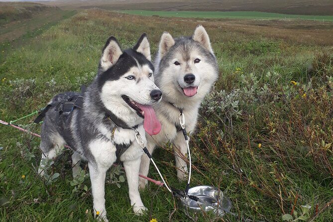 Dog Sledding and Mushing Experience by Siberian Husky in Iceland - The Dry-Land Dog Cart Ride: 3–4 km of Bumpy Fun