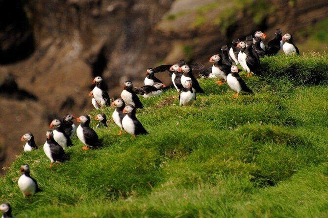 Eyjascooter Puffin Tour in Iceland - Price and Value: What $156.19 Buys You