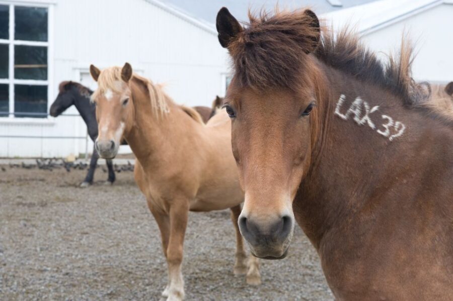 From Reykjavik: Full-Day Horse Riding & Golden Circle Tour - Golden Circle with a guide: three stops, one strong story