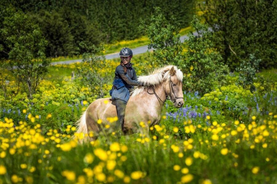 From Reykjavik: Full-Day Horse Riding & Golden Circle Tour - Morning at Eldhestar (Laxnes Horse Farm): getting set up fast