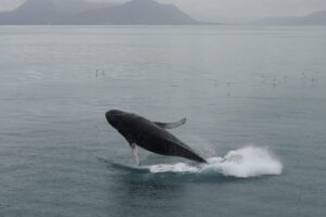 From Reykjavik: Whale Watching Tour - Kollafjöður: The Calm Cove That Builds Anticipation