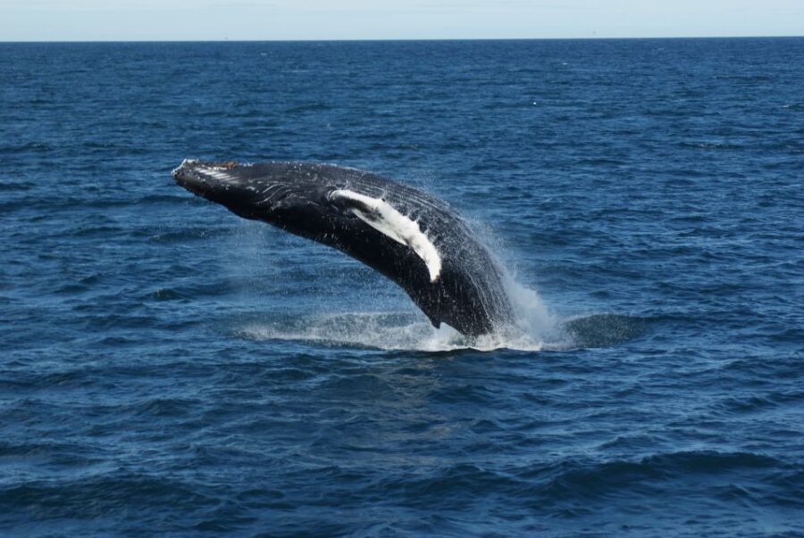 From Reykjavik: Whale Watching Tour - How the Guides Increase Your Chances (Names You Might Hear)