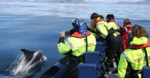 From Reykjavik: Whale Watching Tour by Speedboat - Meeting at Ægisgarður 5G: the small logistics that keep it smooth