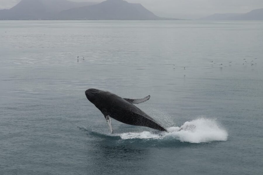 From Reykjavik: Whale Watching Tour - Kollafjöður: The Calm Cove That Builds Anticipation