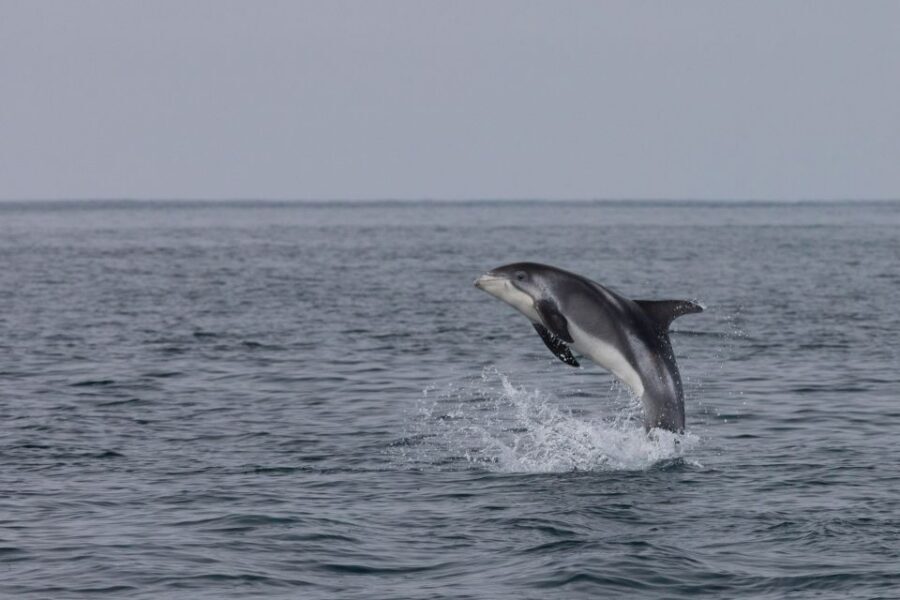 From Reykjavik: Whales and Northern Lights Boat Tour - From Reykjavik’s Old Harbour to Faxaflói Bay: the whale-watching start