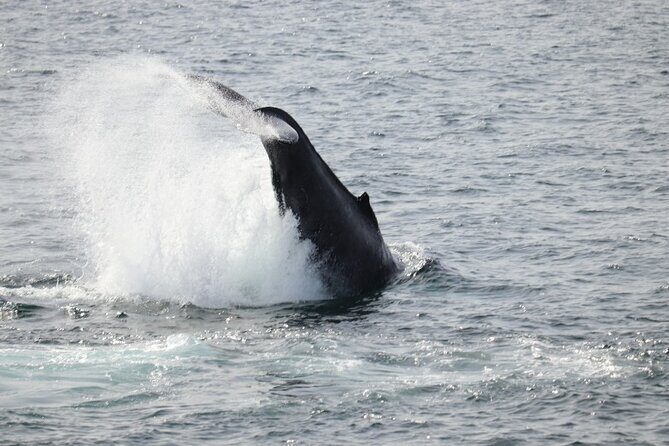 Guided Whale Watching Experience from Reykjavik - The boat setup: heated cabins, toilets, and flotation overalls