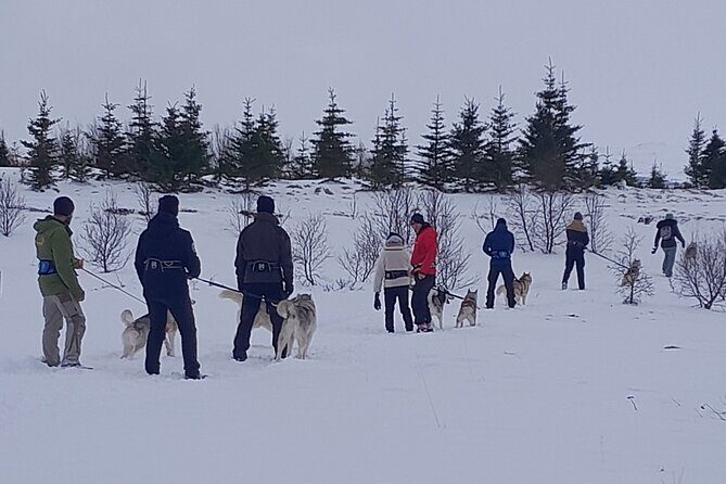 Hiking with Husky in Akureyri - The Husky House Visit: Pack Life You Can Actually See