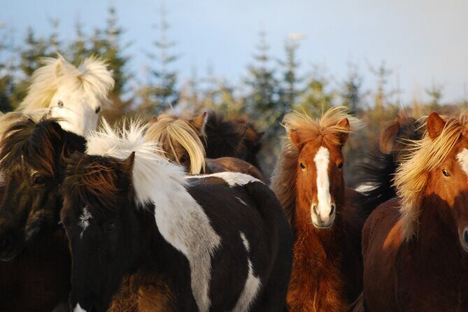 Horseback Riding Tour in Iceland - Your guide’s role: safety first, then hands-on horse coaching