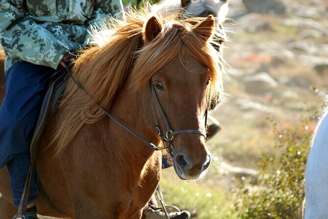 Horseback Riding Tour in Iceland - The 50-minute ride: mossy lava fields and Bláfjöll mountain panoramas