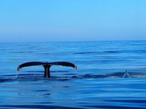 Húsavík: Big Whales and Puffin Island Speedboat Tour - Puffin Island timing: April 15 to August 20