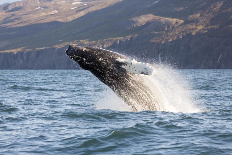 Húsavík: Big Whales and Puffin Island Speedboat Tour - What you actually do on the water: Skjálfandi, Lundey, and the fossil peninsula views