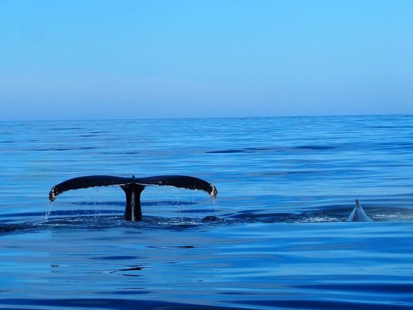 Húsavík: Big Whales and Puffin Island Speedboat Tour - Puffin Island timing: April 15 to August 20