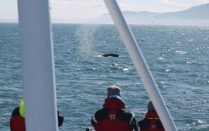 Húsavík: Family-Run and Guided Whale Watching Tour - The Oak Boat, the Captain, and the Guides With Real Marine Focus