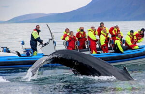 Húsavík: Original Big Whale Safari & Puffins by Speedboat - Where your 2 hours goes: Puffin Island to Skjálfandi Bay