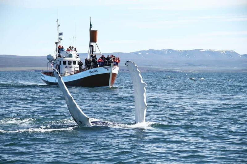 Húsavík: Traditional Whale Watching by Local Family Company - Key points before you go