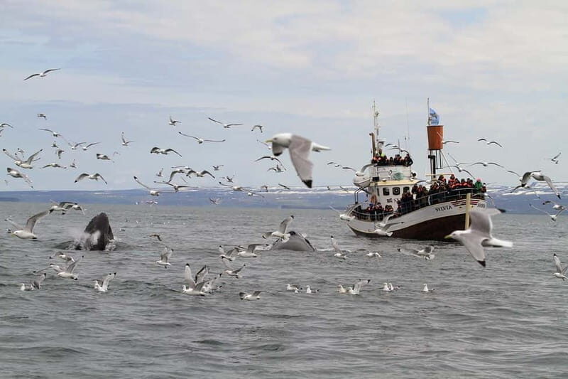Húsavík: Traditional Whale Watching by Local Family Company - Should you book Gentle Giants in Húsavík?