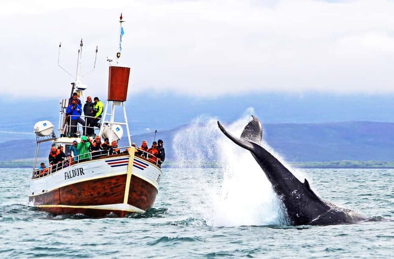 Húsavík: Traditional Whale Watching by Local Family Company - Why Húsavík is where whale watching actually feels real