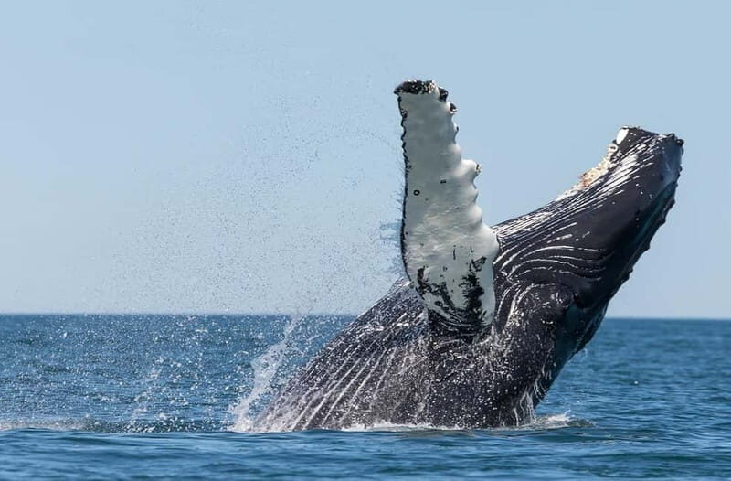 Húsavík: Traditional Whale Watching by Local Family Company - 3 hours on Skjálfandi Bay: what happens on the cruise