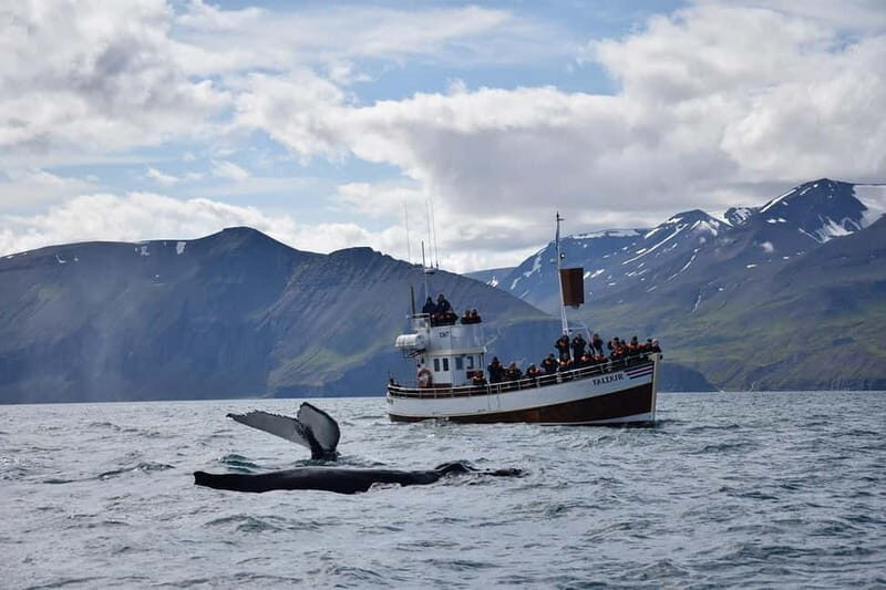Húsavík: Traditional Whale Watching by Local Family Company - Stops along the way: ticket center, safety briefing, Skjálfandi searching