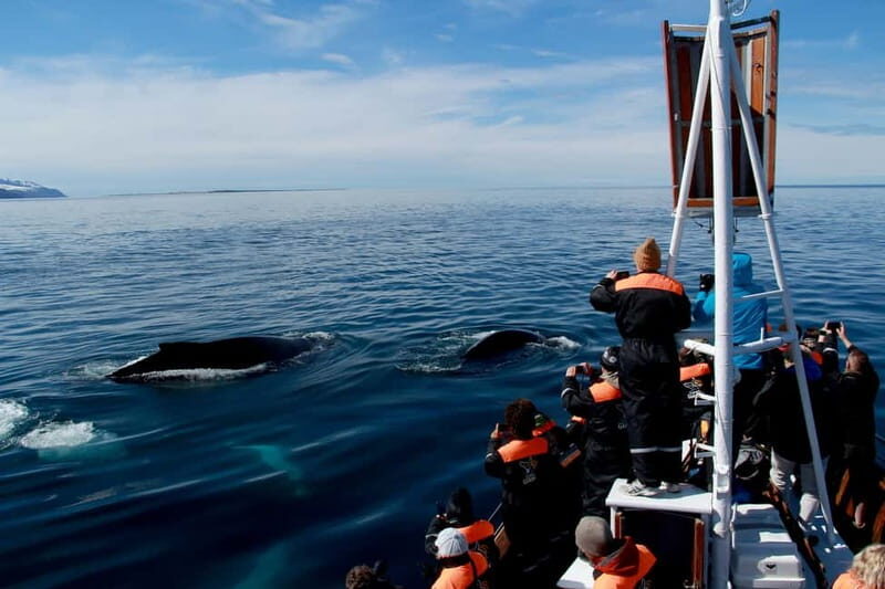 Húsavík: Traditional Whale Watching by Local Family Company - What you’ll actually see: humpbacks, blue whales, dolphins, and bonus wildlife