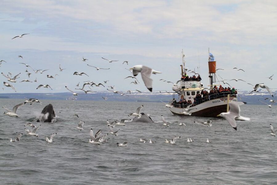 Húsavík: Traditional Whale Watching by Local Family Company - Dressing for Icelandic wind: overalls, waterproofs, and seasickness reality