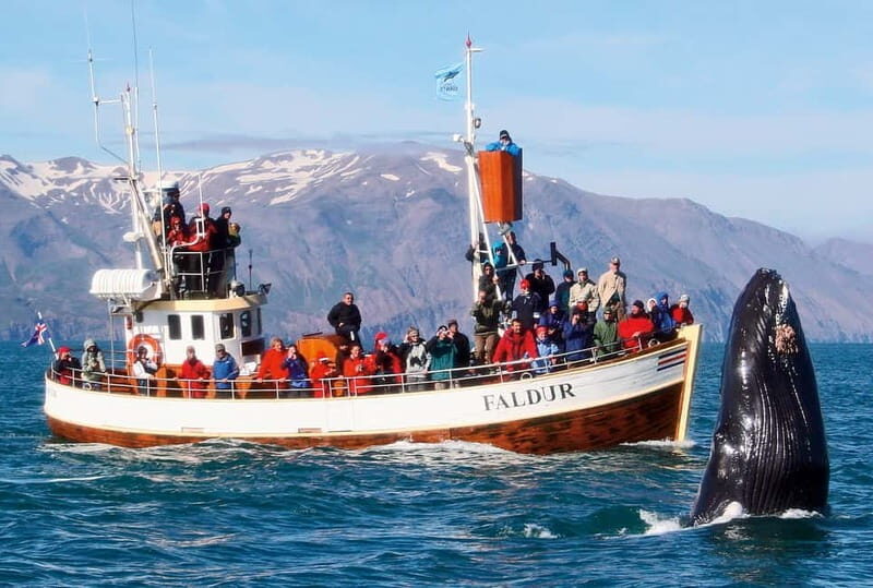 Húsavík: Traditional Whale Watching by Local Family Company - Price and value at $91: what you’re really buying