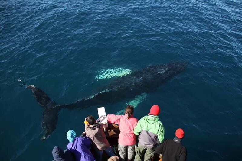 Húsavík: Traditional Whale Watching by Local Family Company - Who this tour fits best (and who should rethink it)