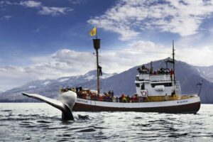 Húsavík: Whale-Watching Cruise and Puffins Guided Tour - The Traditional Oak Boat: Comfort and Viewing on a Moving Deck