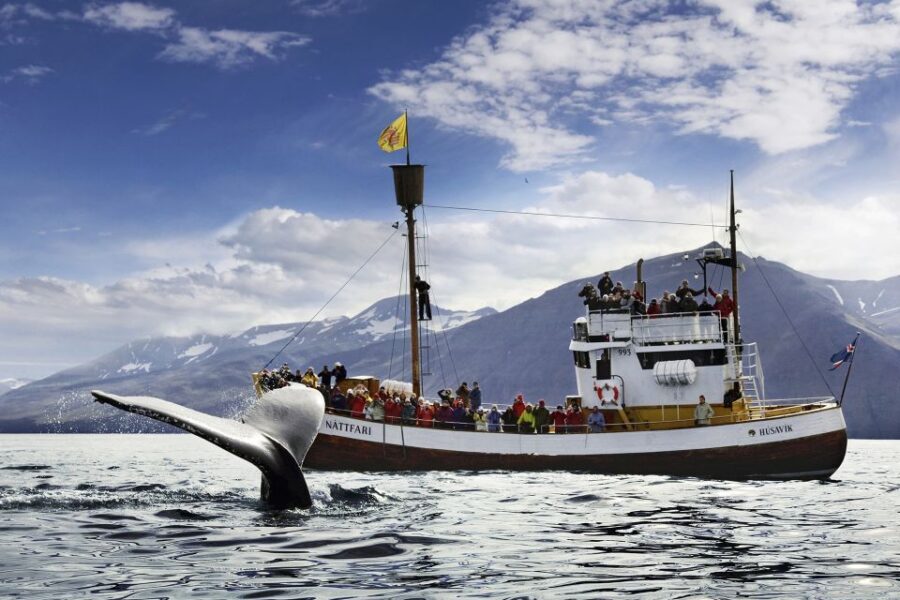 Húsavík: Whale-Watching Cruise and Puffins Guided Tour - The Traditional Oak Boat: Comfort and Viewing on a Moving Deck