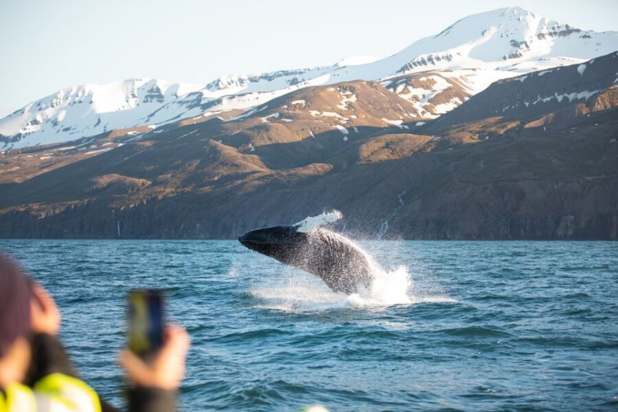 Husavik: Whale Watching on a Carbon Neutral Oak Boat - Price and value: is $132 worth it?