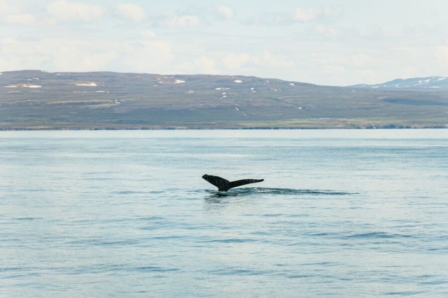 Húsavík: Whale Watching Tour with Guide - Key things I’d circle before you go