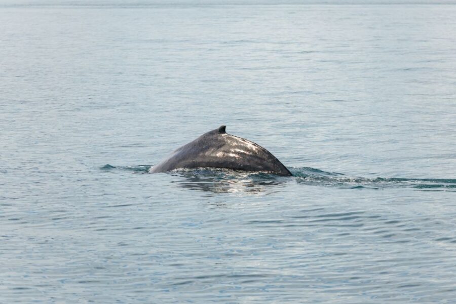 Húsavík: Whale Watching Tour with Guide - Price and value: is $115 worth it?