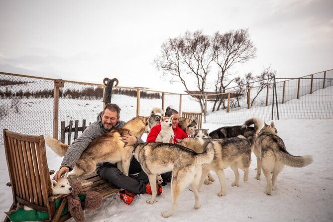 Husky Petting, in Akureyri - Inside the kennel visit: what the hour feels like