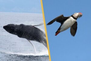 Iceland Super Saver: Puffin Cruise plus Whale-Watching Tour from Reykjavik - Puffin Cruise to Akurey: included binoculars and real bird-tracking