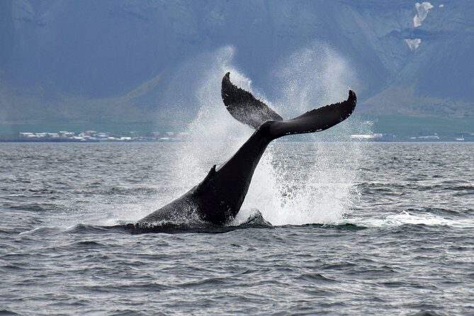 Iceland Super Saver: Puffin Cruise plus Whale-Watching Tour from Reykjavik - Photo reality check: what distance limits mean here