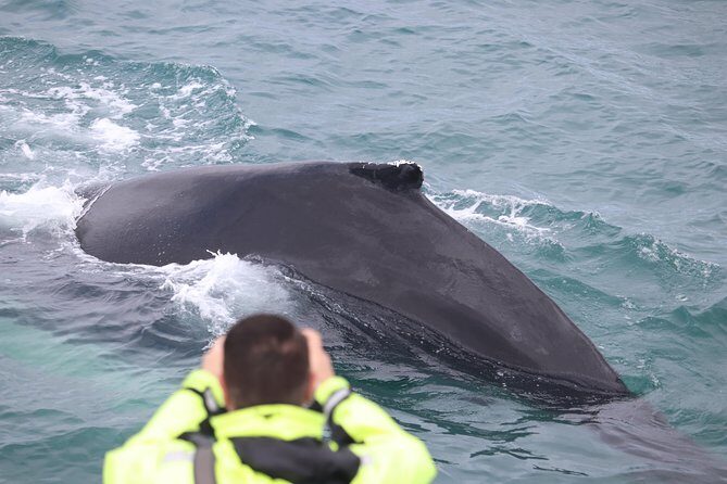 Iceland Super Saver: Puffin Cruise plus Whale-Watching Tour from Reykjavik - Who this tour combo suits best