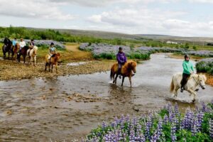 Icelandic Horseback Riding Tour Including Pick Up from Reykjavik - From Reykjavik Pickup to the Stables: The Easy Part First