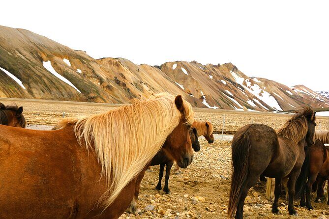 Landmannalaugar Hiking, Haifoss Waterfall and Hot Springs Tour - Price and Value: What You’re Paying For at $227