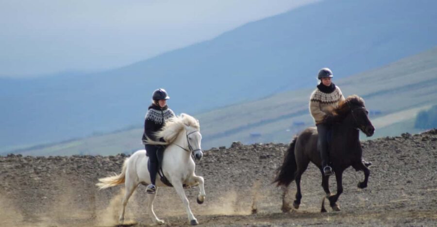 North Iceland: Horseback Riding Tour - The Icelandic horse and the tölt: what you’ll actually do